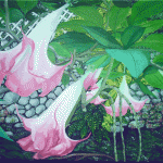 Ras Natango's acrylic. ANTHEA McGIBBON PHOTO