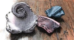 Susan Shirley - Still Life from a Midden