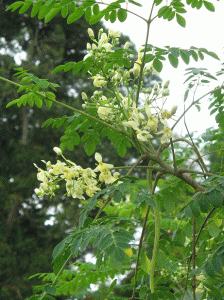 Moringa_oleifera_sg