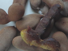 Jamaican Tamarind