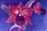 anthea orchid cattleya pastel