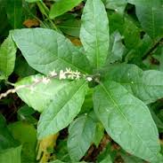Guinea Hen weed bush